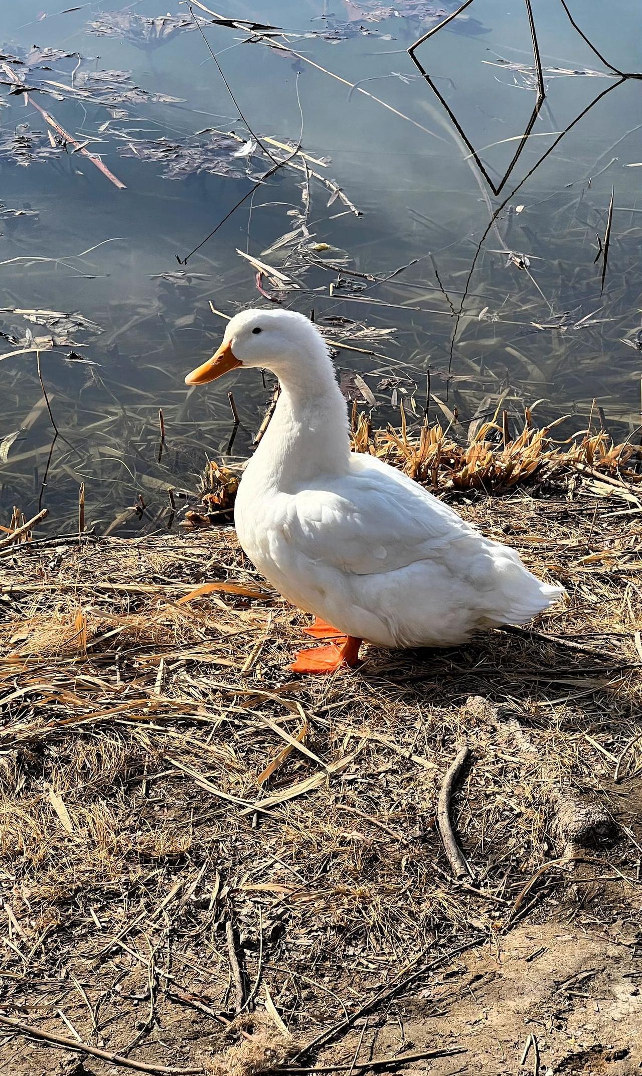【原创】期待春暖花开哦