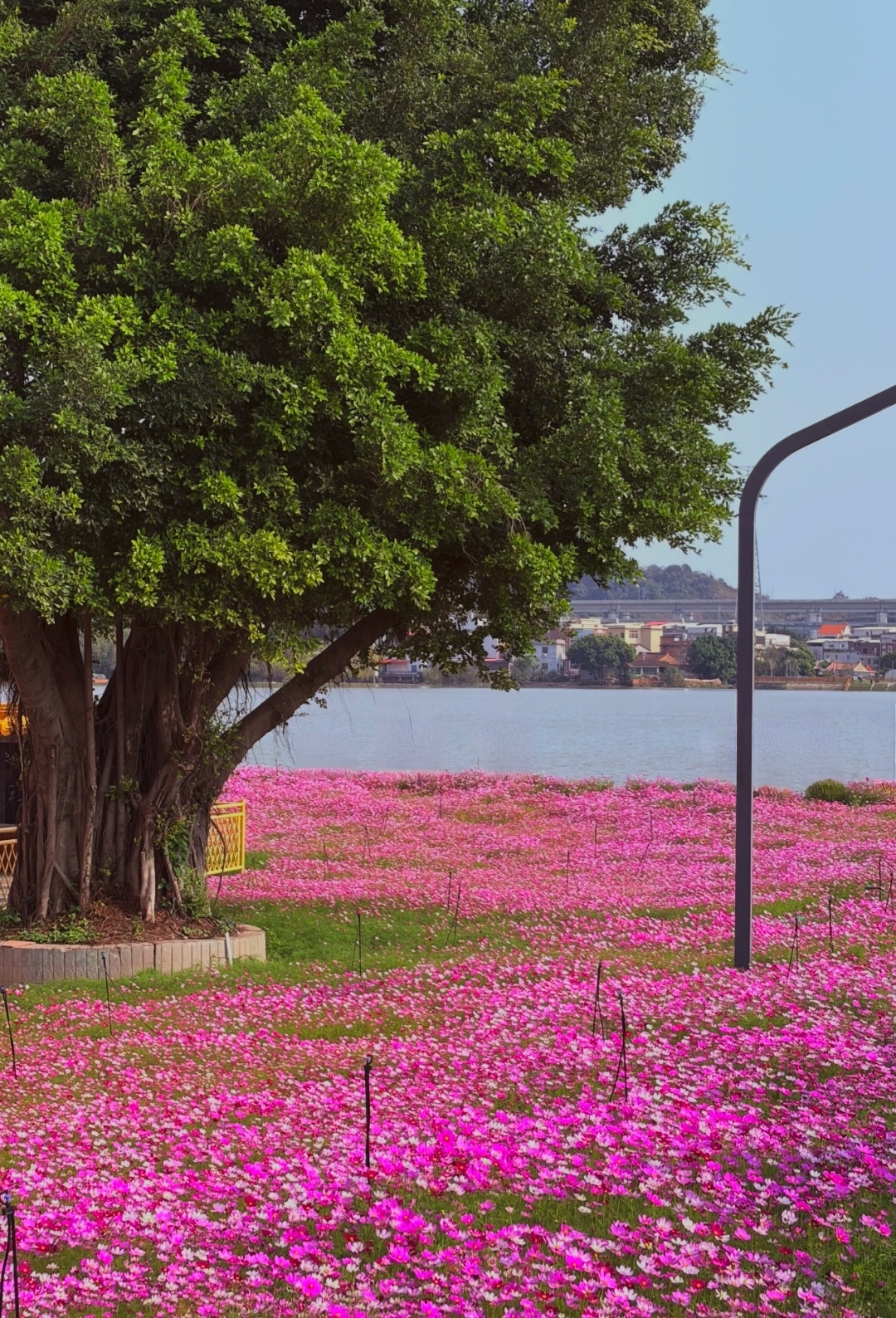 这是春天🌸🌸🌸 