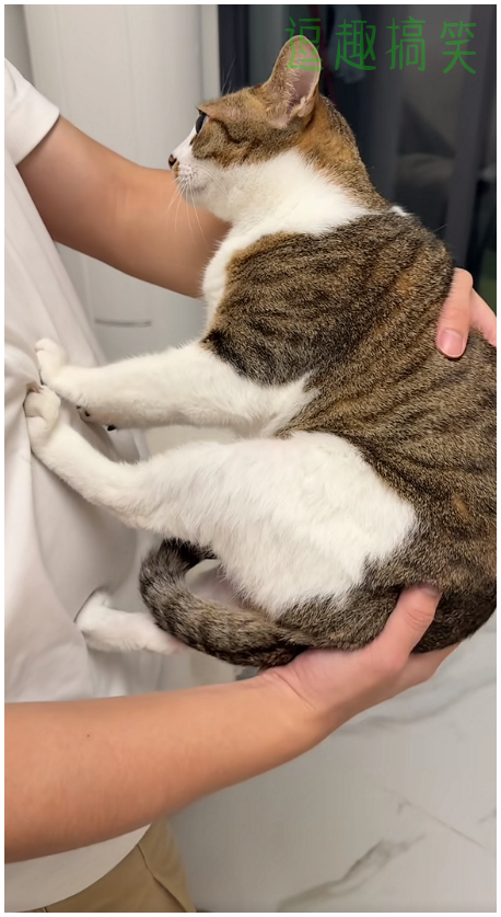 猫垂直于人：你只有咪的抚养权没有抚摸权。动物奇遇记