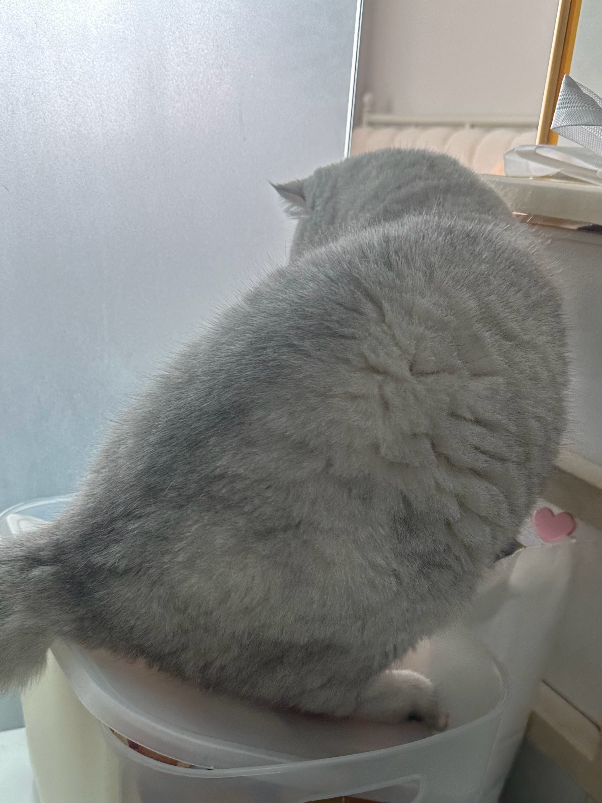 命运戏弄大肥🐷哈哈哈哈哈哈～我儿一屁股把收纳箱坐！塌！了！