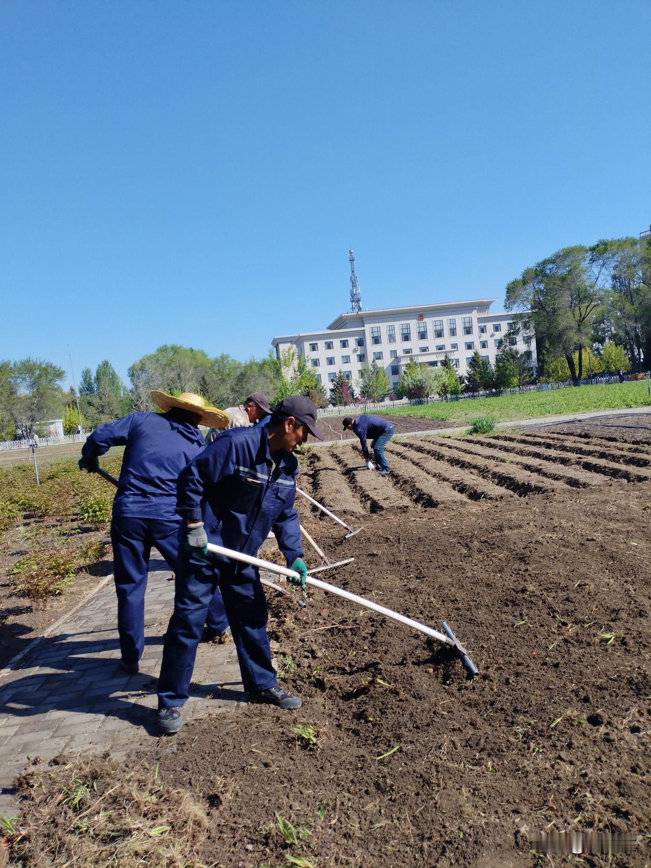 土上仙
头戴毡笠土上仙，
钉耙整地垄生烟。
除去杂草播新绿，
请续句……
（汗水