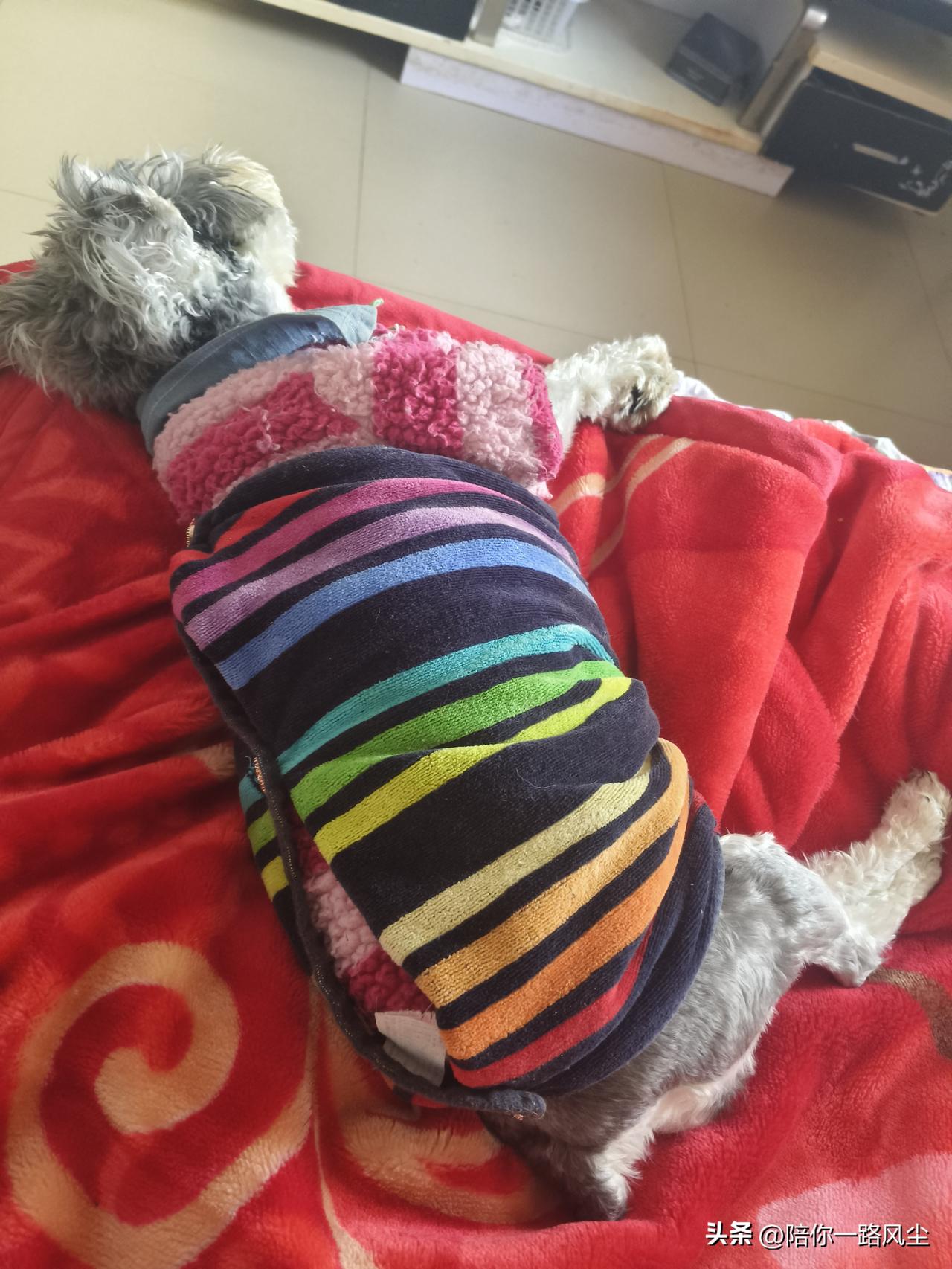 最近，我喜欢上了手工，给大家看看，用旧毛巾改造成的小狗“兜奶衣”！


做这件兜