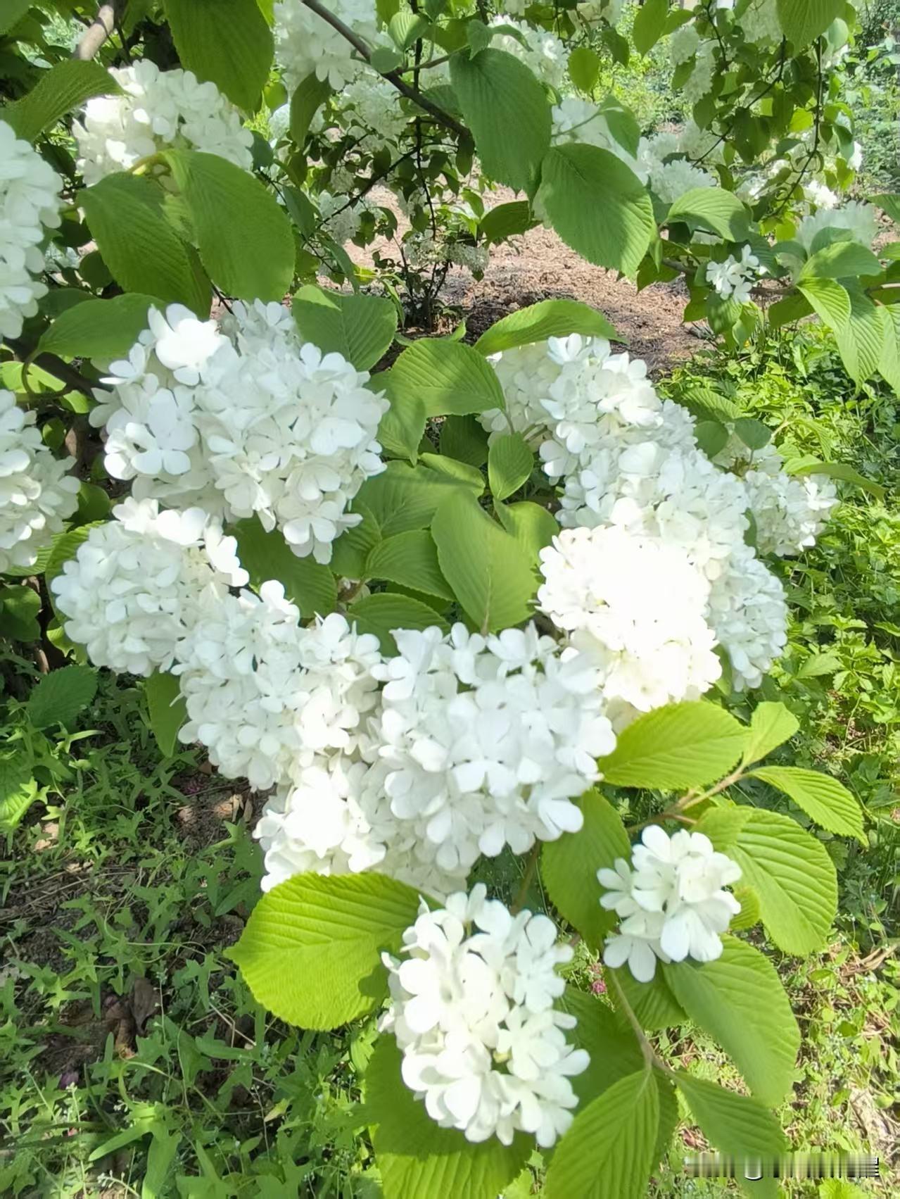 前两天去滨海新区，在一个月季园里拍到的。白色绣球花，花团紧蔟，洁白无瑕，柔美秀丽