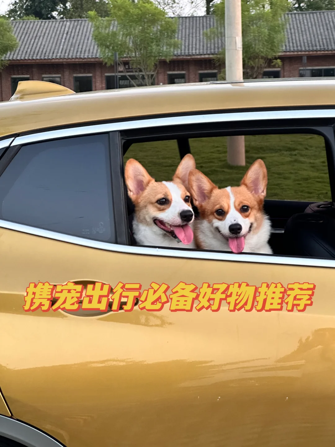 携宠出行必备好物推荐