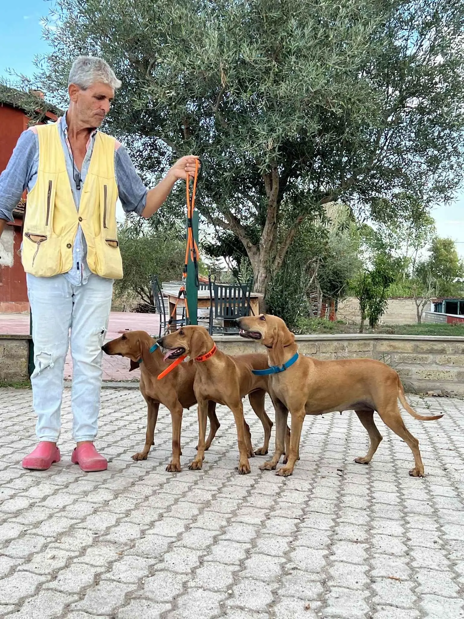 意大利猎犬赛古奥猎犬
