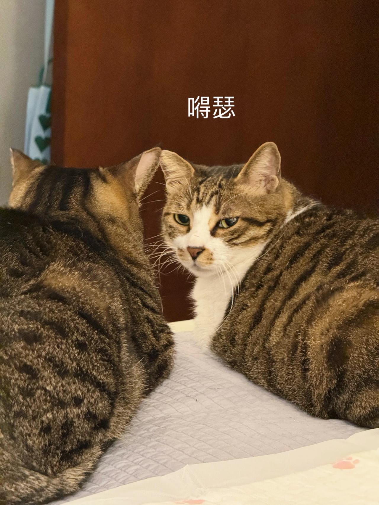 一开始浓情蜜意，后来说翻脸就翻脸！
#猫咪# #萌宠#