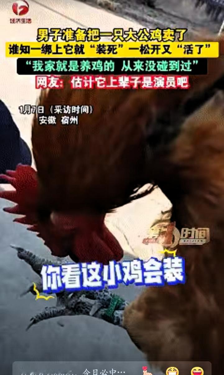 笑不活了！近日安徽宿州，男子准备卖掉家中养的大公鸡，没想到刚把公鸡提起来绑好，刚