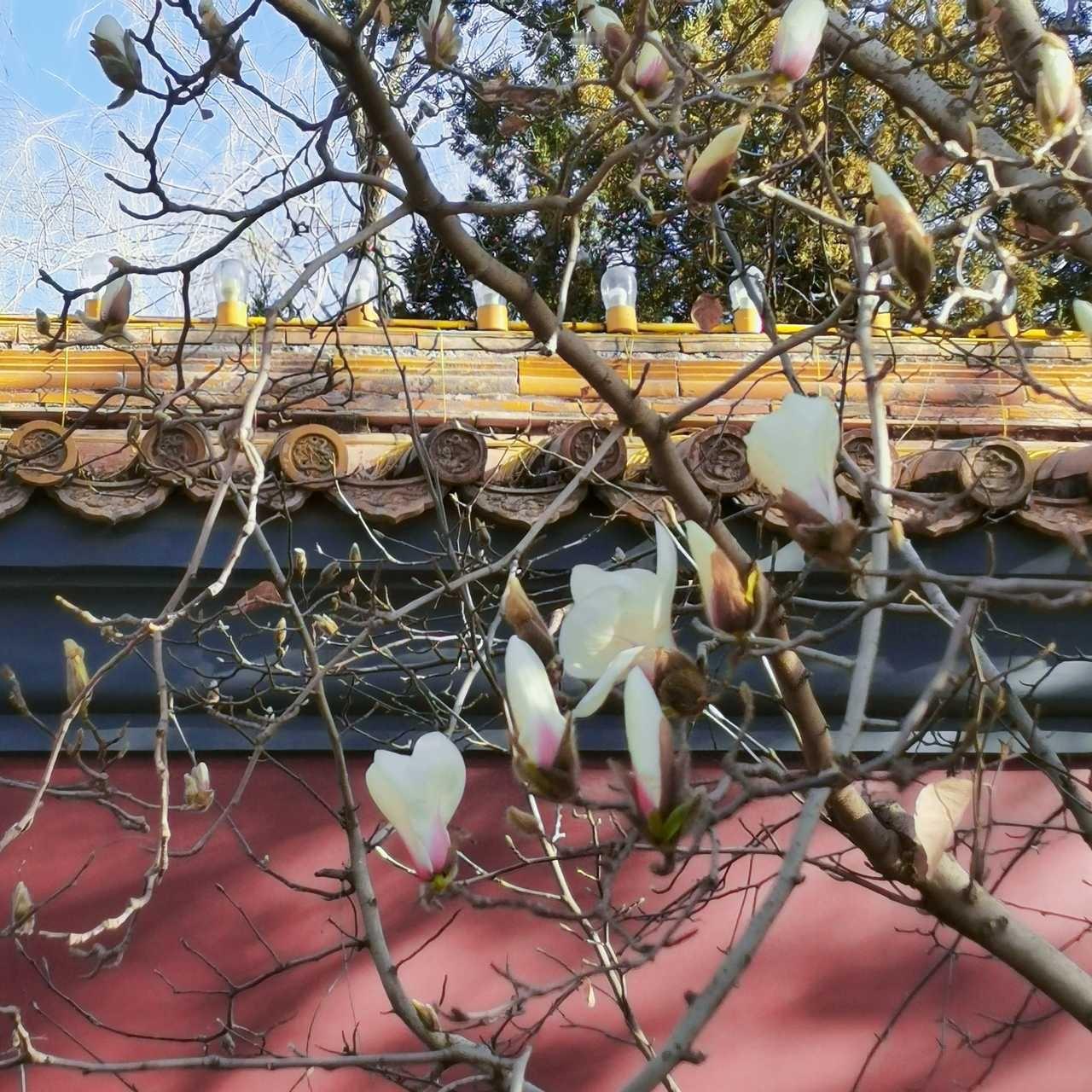 北京西长安街 新华门的玉兰花摄影 ​​​