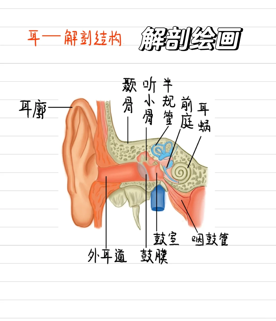 医学生插画-耳👂