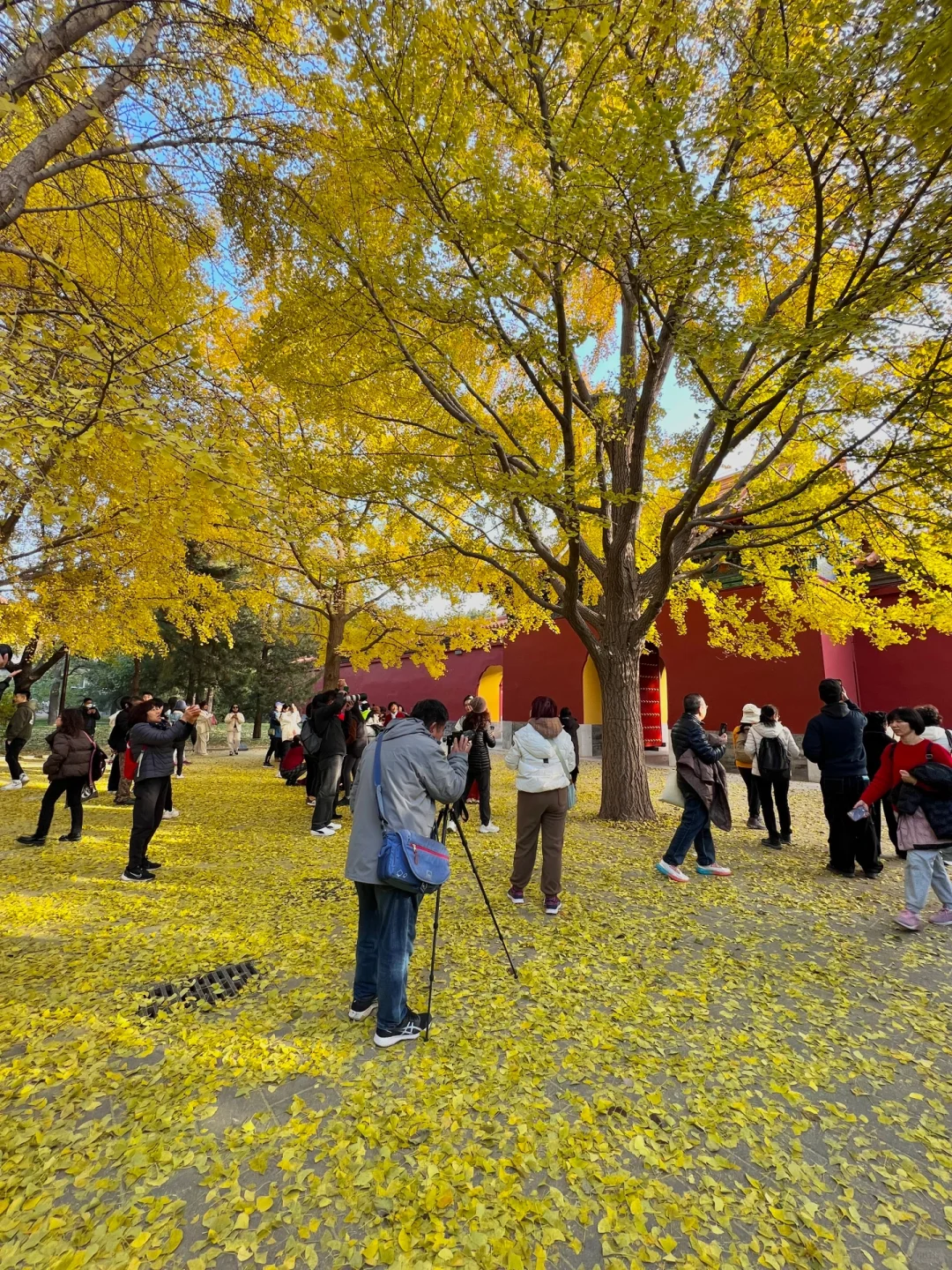 还是大城市机会多啊！北京晚秋🍂