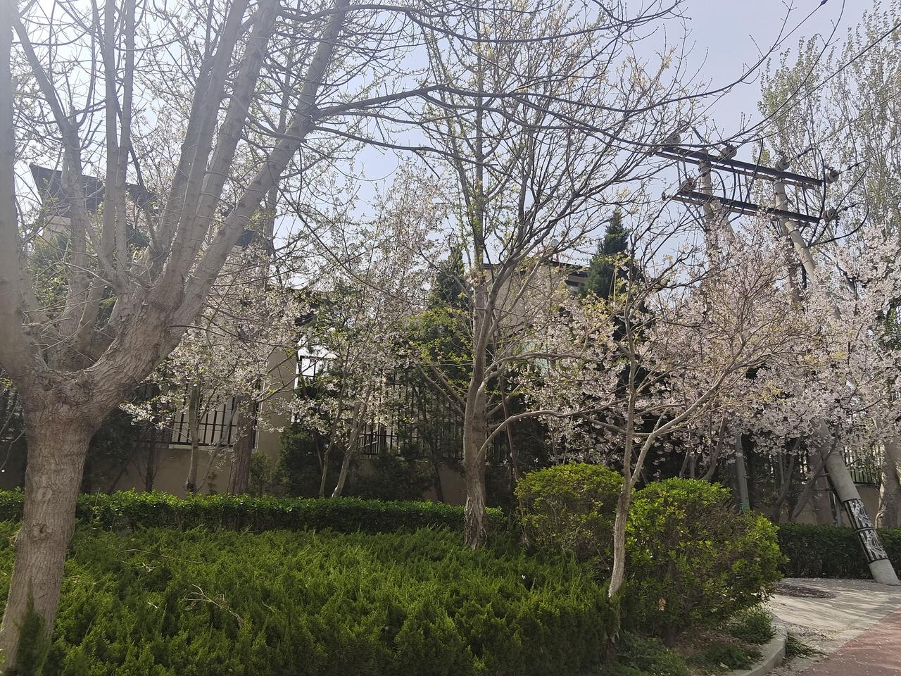 分享随手拍摄的树木和花草照片