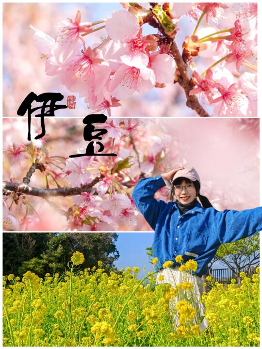 伊豆的花，现在应该很美了吧🌸
