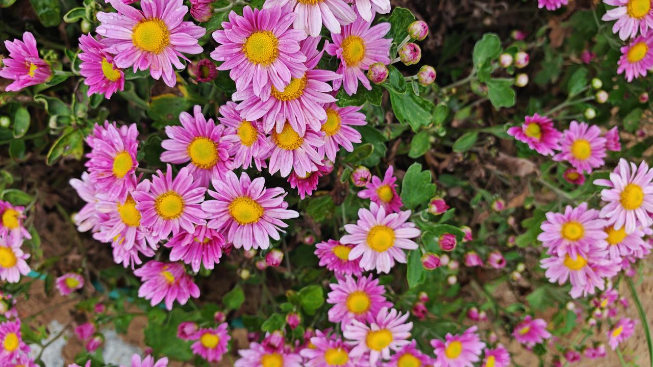 雨细风微八月半，菊花秋日自斑斓
