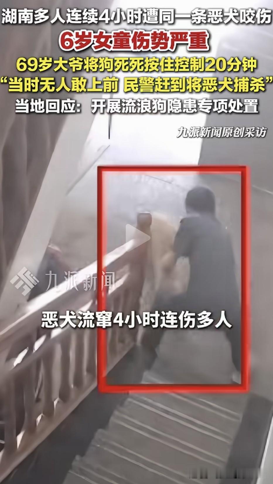 到底应不应该清理流浪狗：四小时多人遭一条流浪狗咬伤，一六岁女童更是伤势严重。
