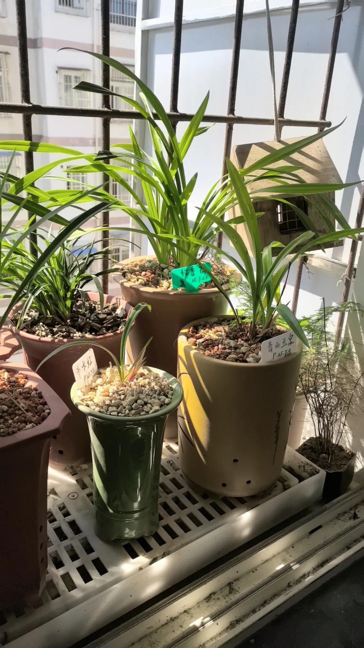 秋天养兰−−大胆晒太阳
秋天到了，新手养兰花，可以大胆给兰花晒太阳了。只要避开正