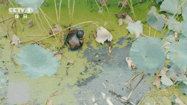 湖州的藕为什么有11个孔湖州人吃藕吃出新高度湖州藕赢麻了！别人最多10孔它直接1