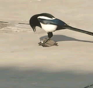 表面好看，其实恶毒！
看到这个视频，你还会对喜鹊有好感吗？
麻雀可是你的同类啊！