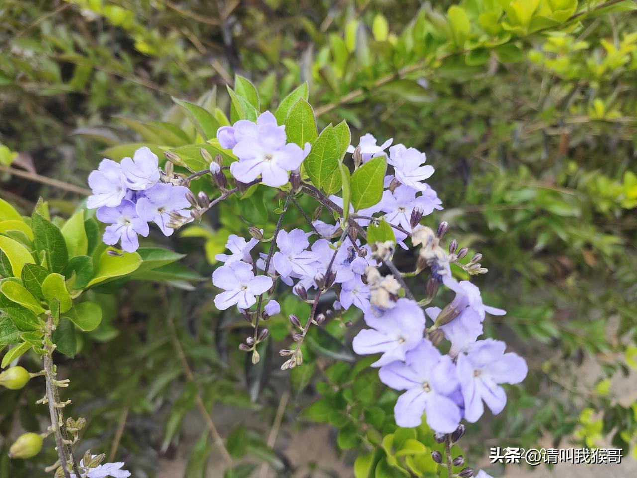集卡领红包路边的野花也开的灿烂