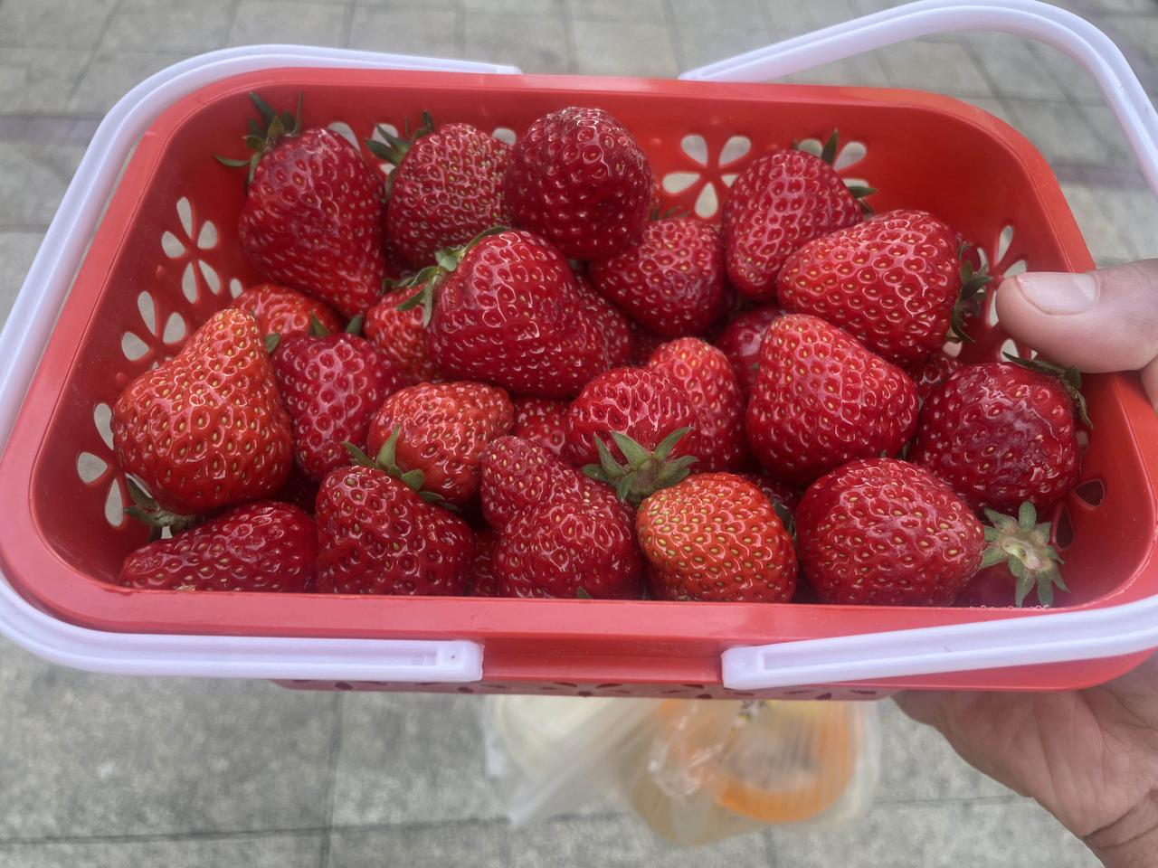 这样的草莓3.8元一筐，贵不贵？