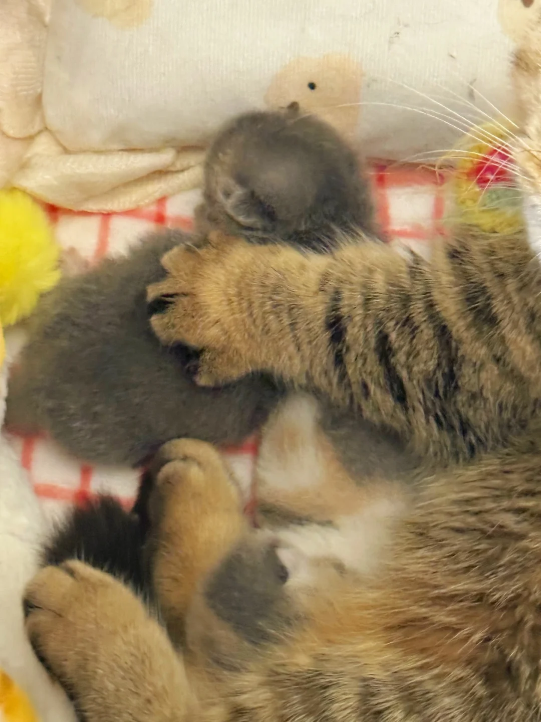 猫妈妈的爪爪在宝宝身上开花🌼