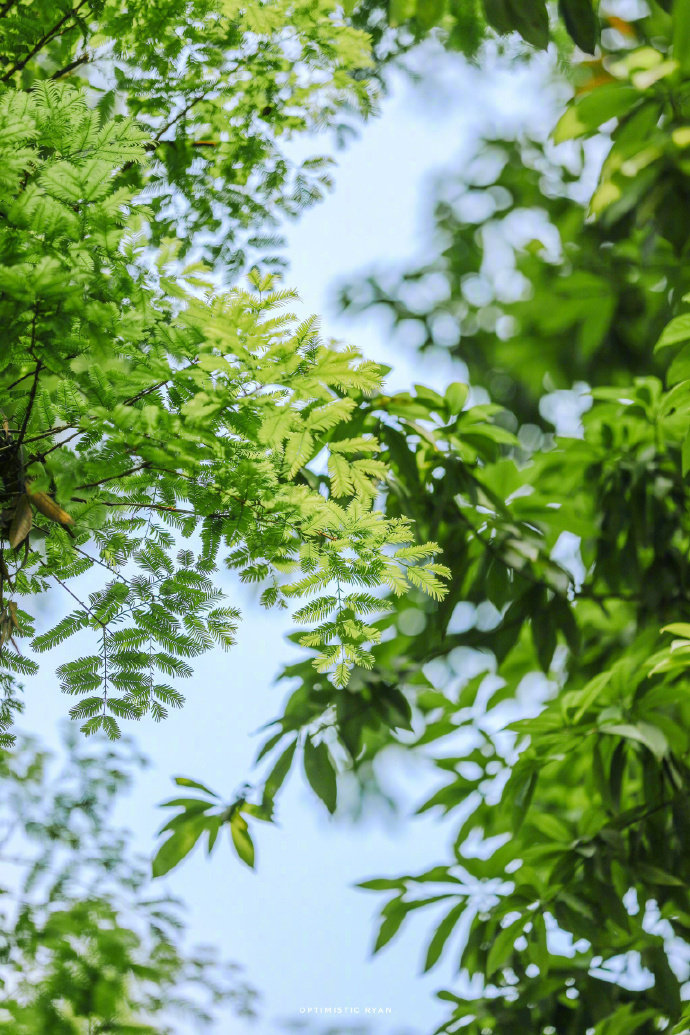 薄荷味道的夏，被绿意环绕🍃 