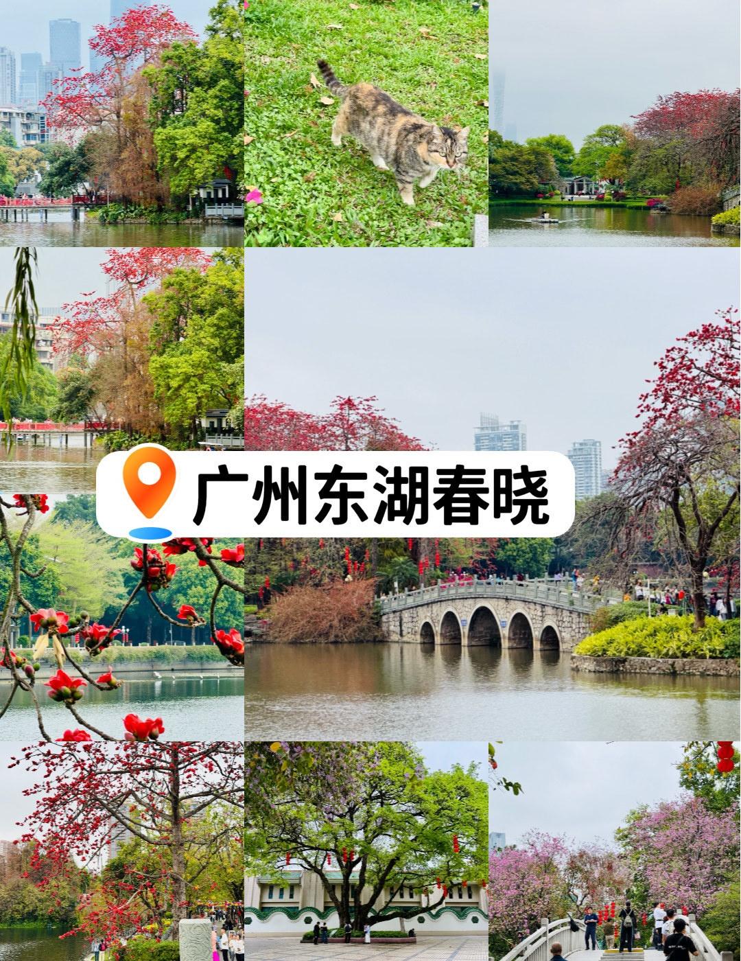 广州春天/雨中游东山湖，能量场巨大的公园
📍广州 东山湖公园
木棉花与紫荆花齐