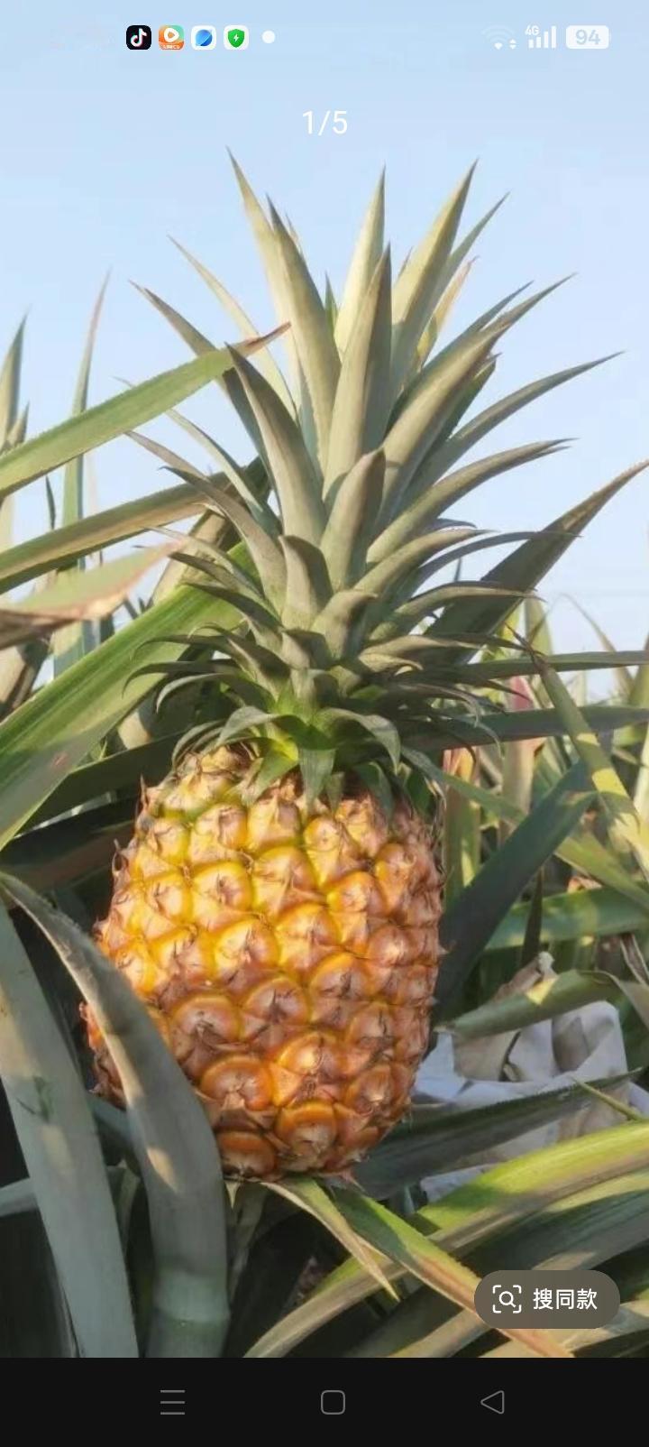 台湾凤梨很难吃，好几次扎到手。
剥皮小刀子不行，非用大砍刀否则无能为力，切开也不
