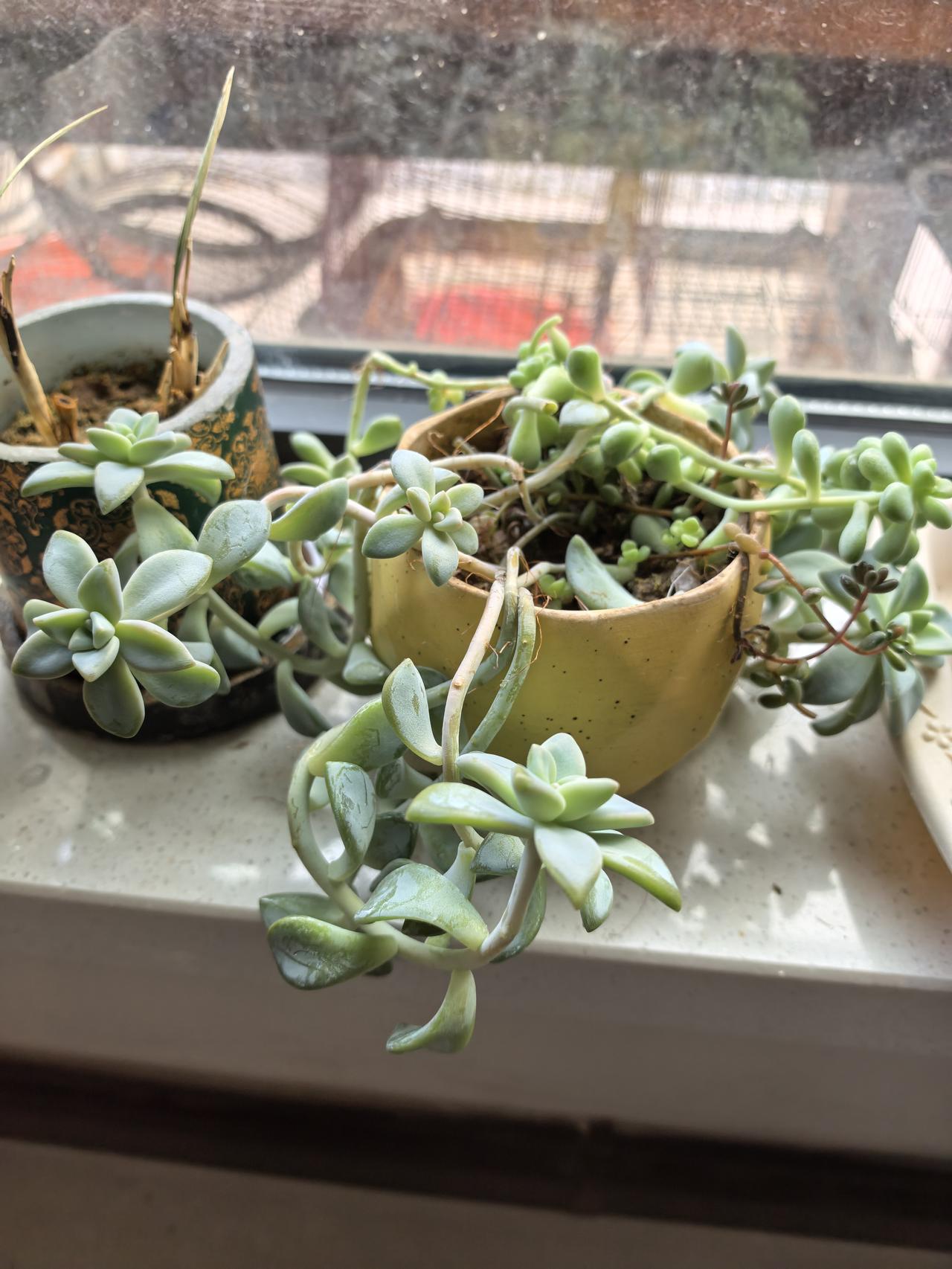 冬天没事种点多肉吧。
在媳妇养的多肉植物上掐些小叶片和枝条放在一个小圆盆里，听说