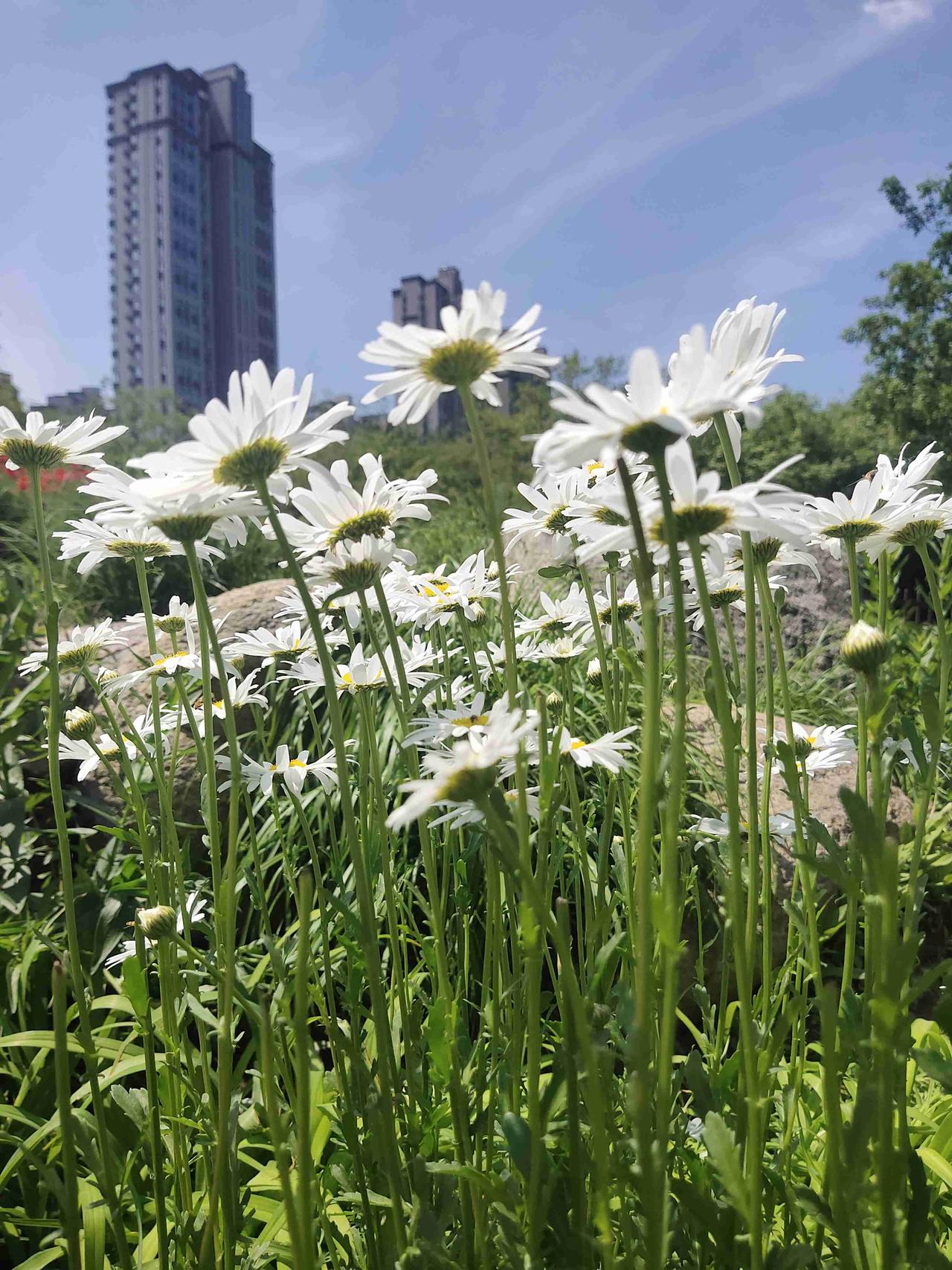 我的今日状态：😁轻松愉快
我这里的天气：☀️晴天
