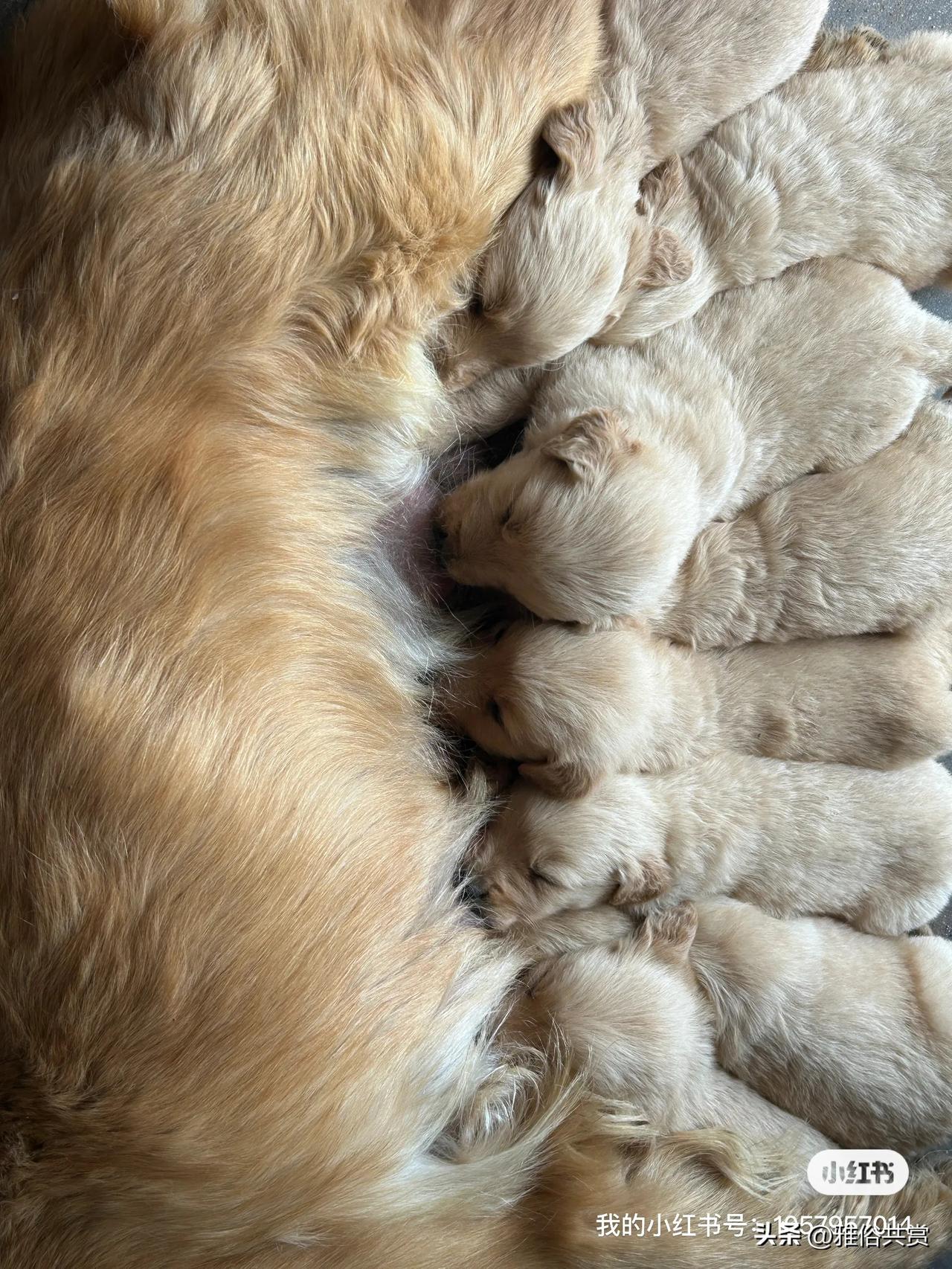 小金毛 自家母狗第一胎产仔 九只 四个母五个公  母的都出 公的出三只 现在一个