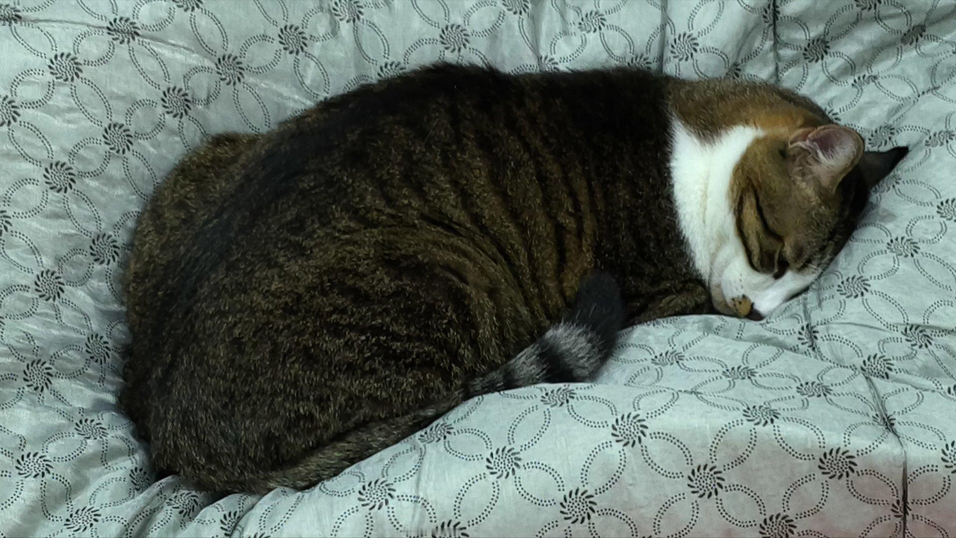 签到签到签到周六睡觉真舒服           