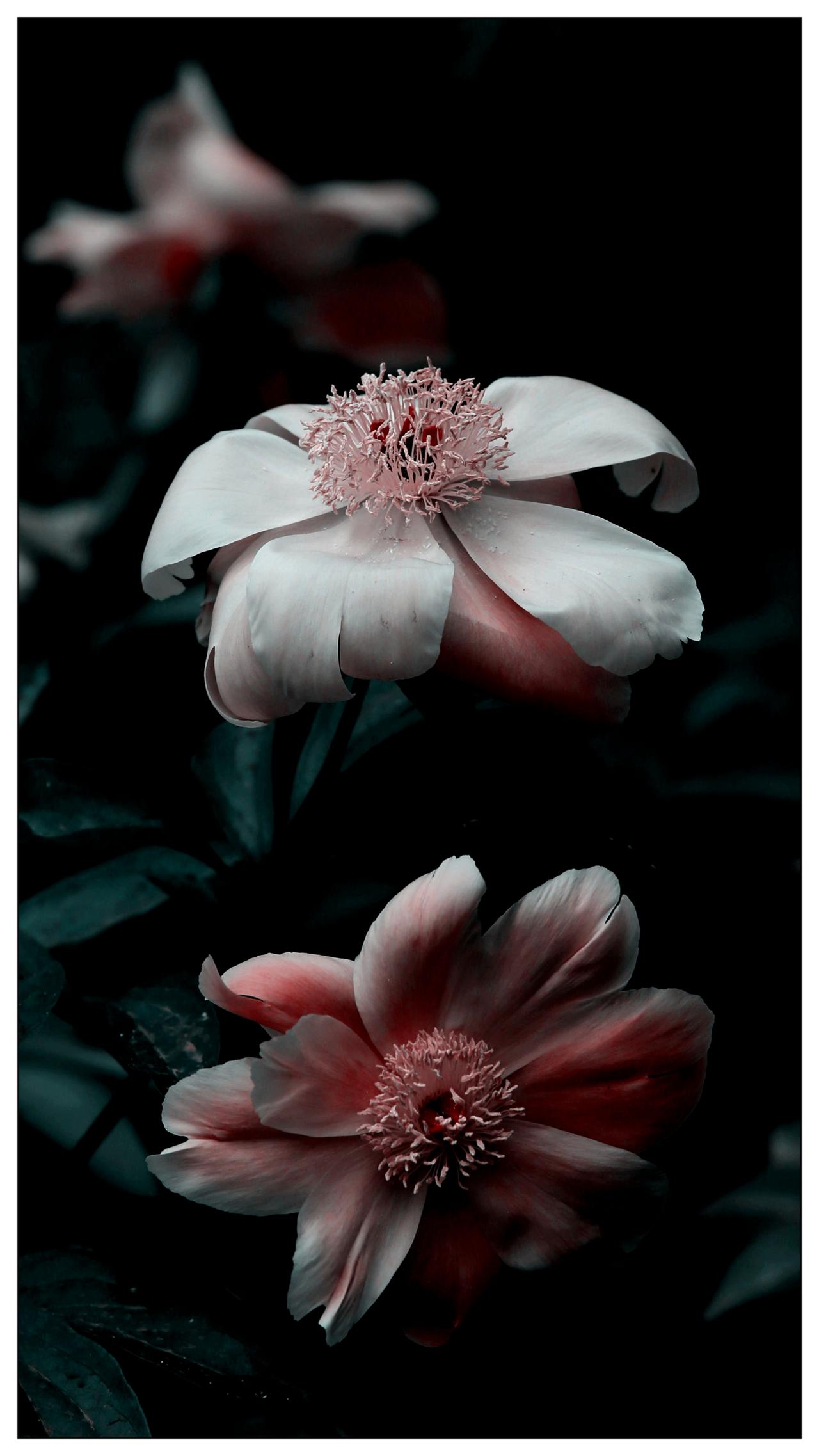 芍药花