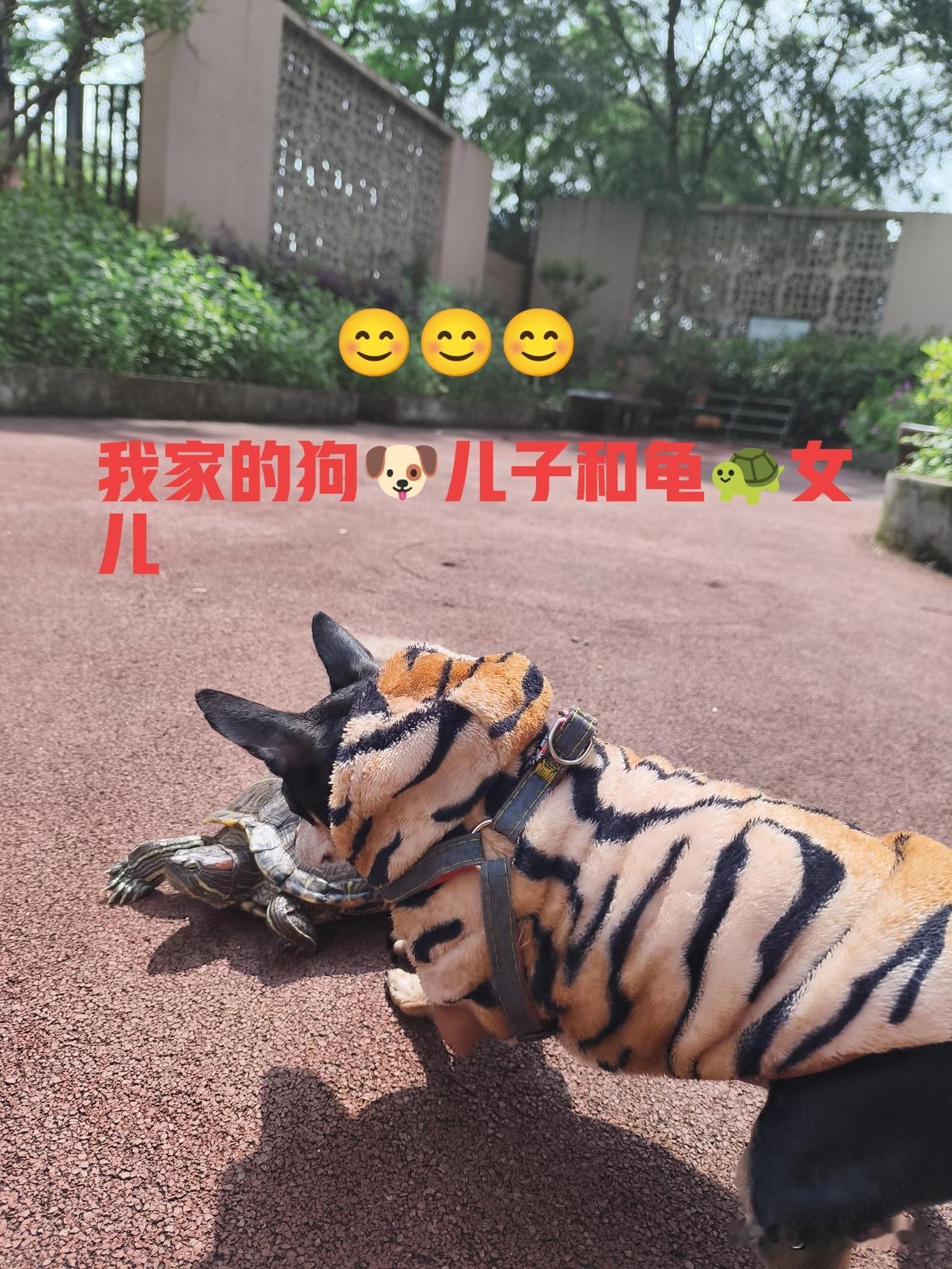 但如果你把狗当儿子样，却不管自己的儿女和父母那就另当别论了。不知朋友们怎么看呢？