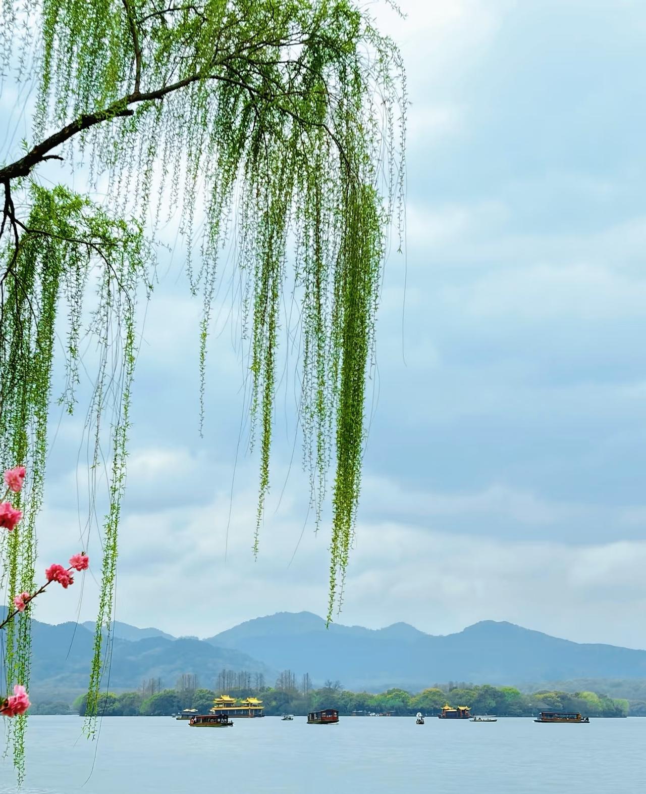 相册里最满意的照片摄影图片：柳绿乾坤