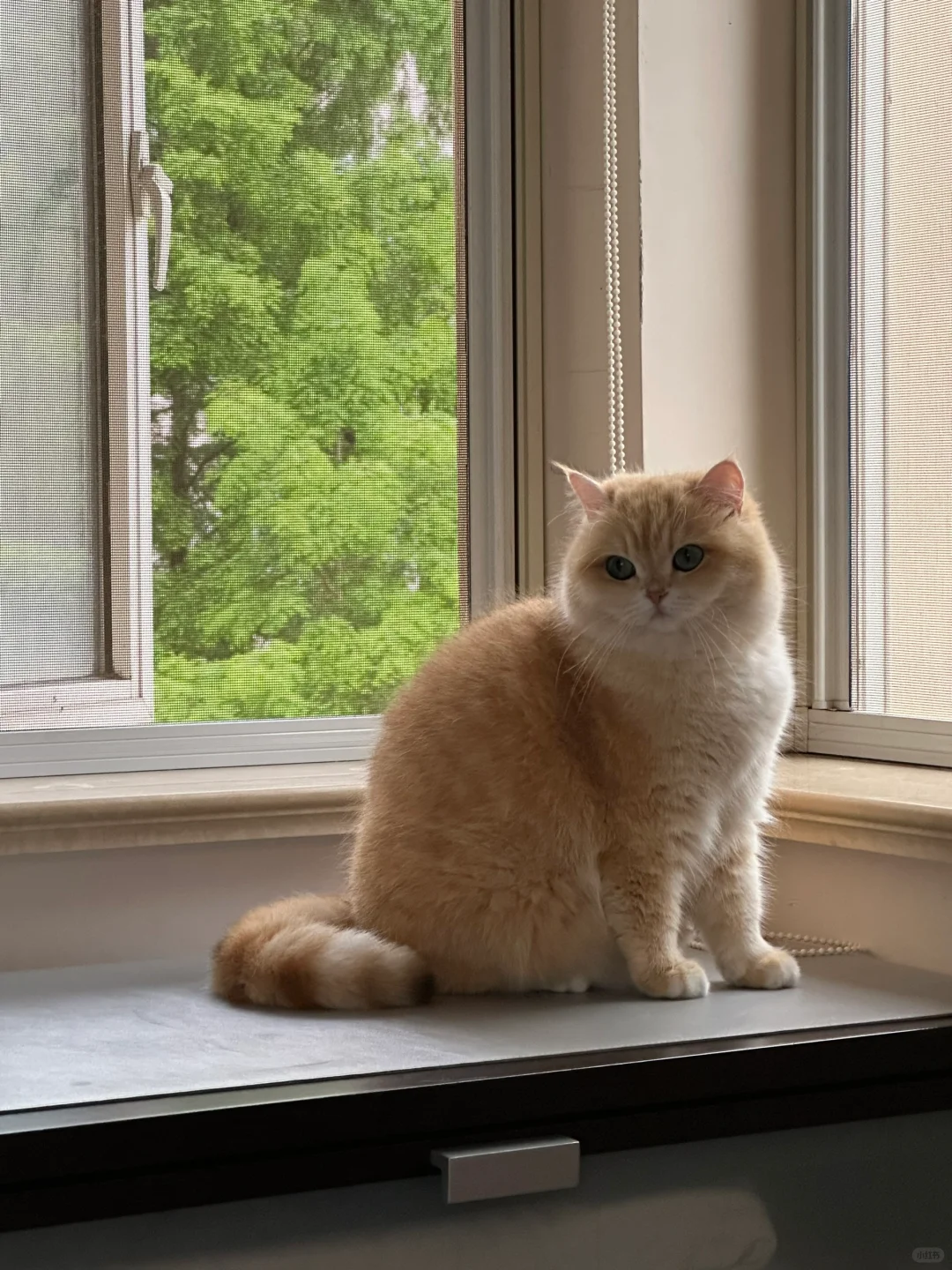 初夏ｄｅ小猫咪