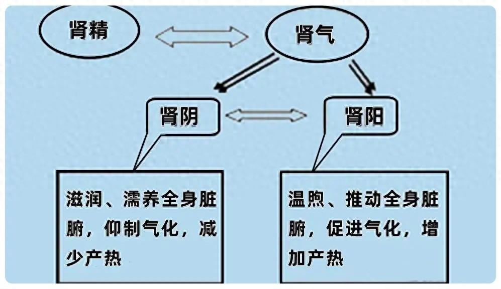 大便前干后稀？多是两虚一热！健脾补肾 + 泻热，一通就顺
提示：本内容仅供健康科