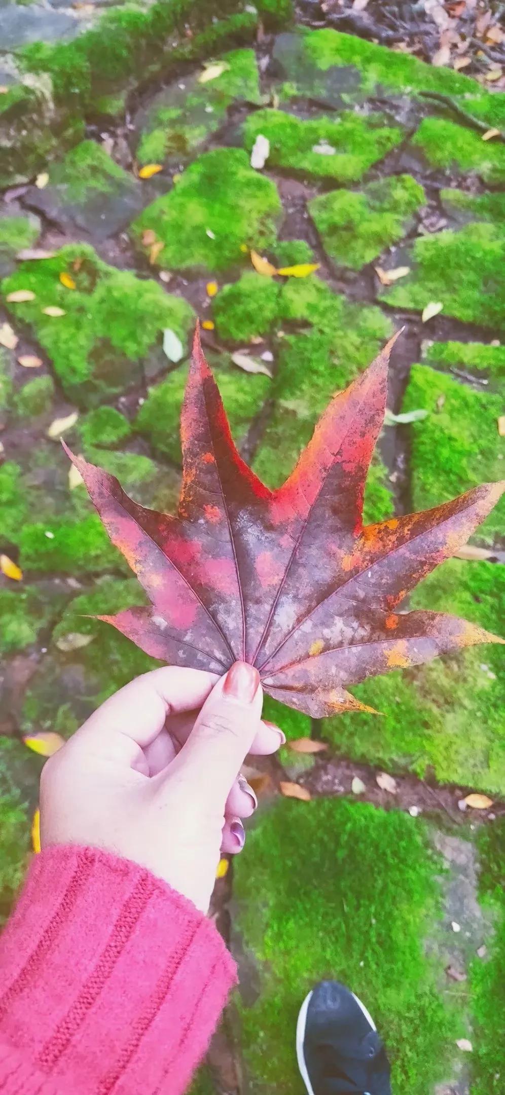 #可以分享一張秋景树叶照片吗？#🍁秋风起，落叶舞，大自然的美，无言的震撼。