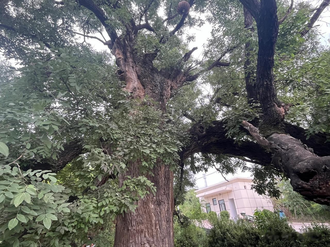 三门峡市湖滨区的老村古树，看看有你们村的吗？
今天下午天气不太热，就和孩子一起去
