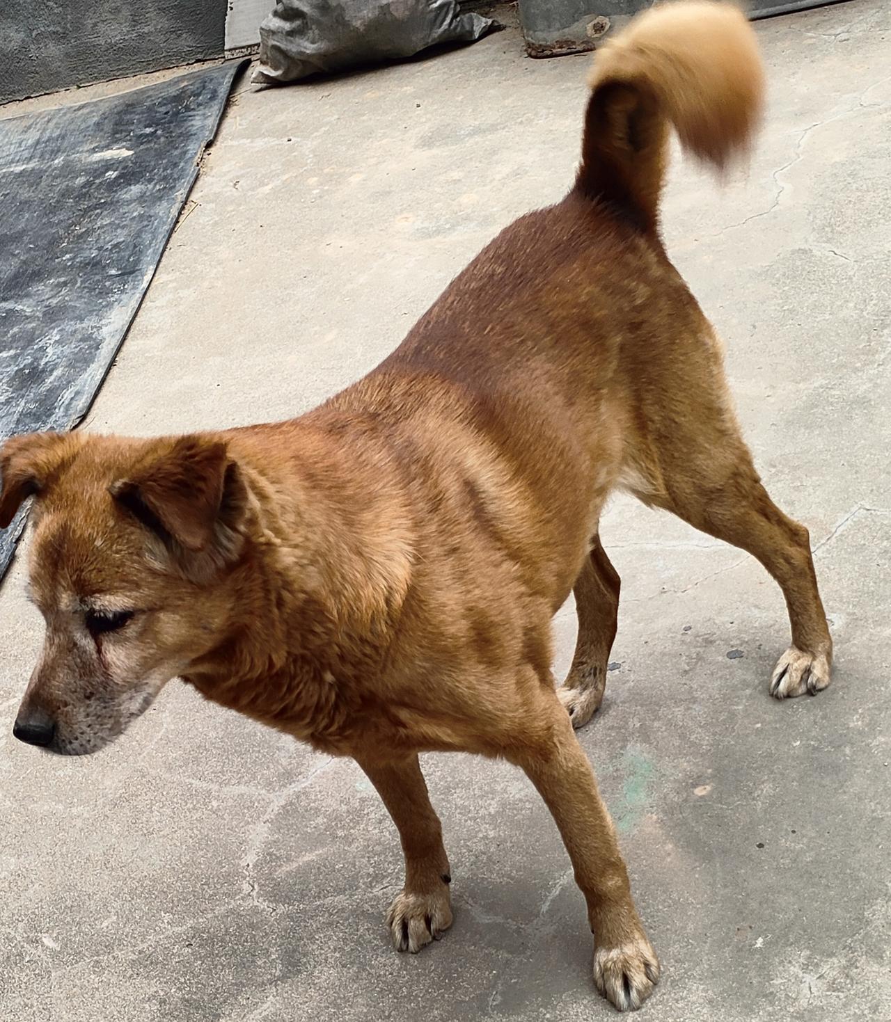 1. 大棕狗沉稳守护，小白狗软糯依偎，两只毛孩子相依相偎的模样，就是岁月里最安稳