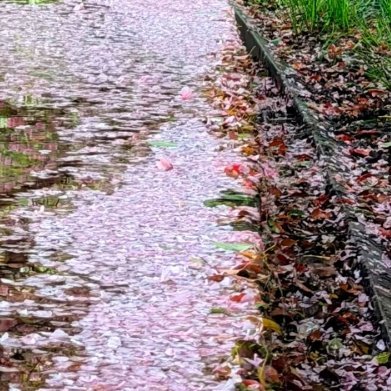 春日时空隧道，地铁口种了一排的晚樱🌸花瓣掉落 染红了水面成了一道特别的风景线 