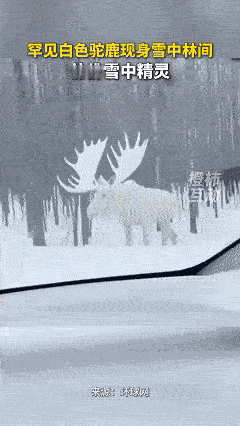 放古代这就是祥瑞啊！近日俄罗斯，男子跟朋友去雪林中游玩，谁知道在前面看见一个白色