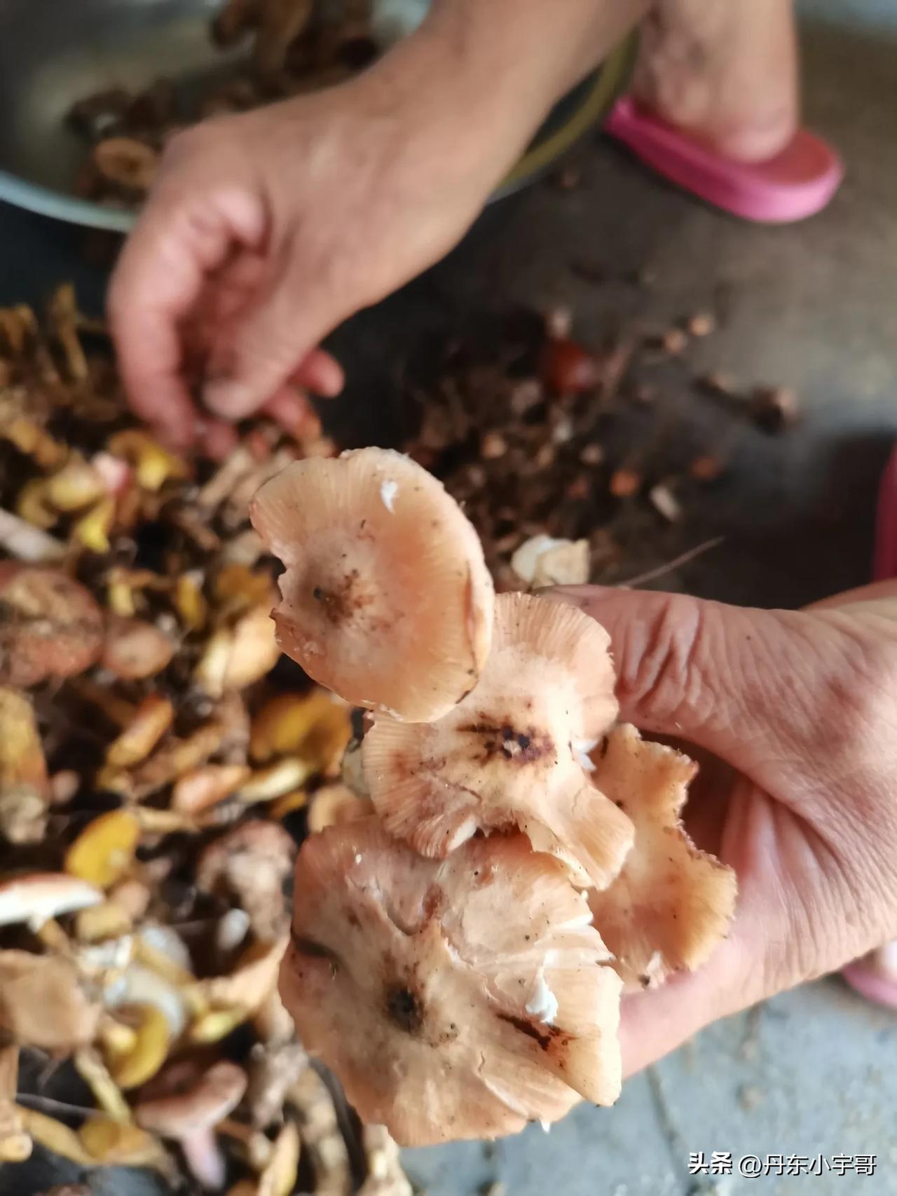 老妈跟邻居大婶，早上五点上山采蘑菇，九点回来的，四个小时采了一小桶，好几个品种，