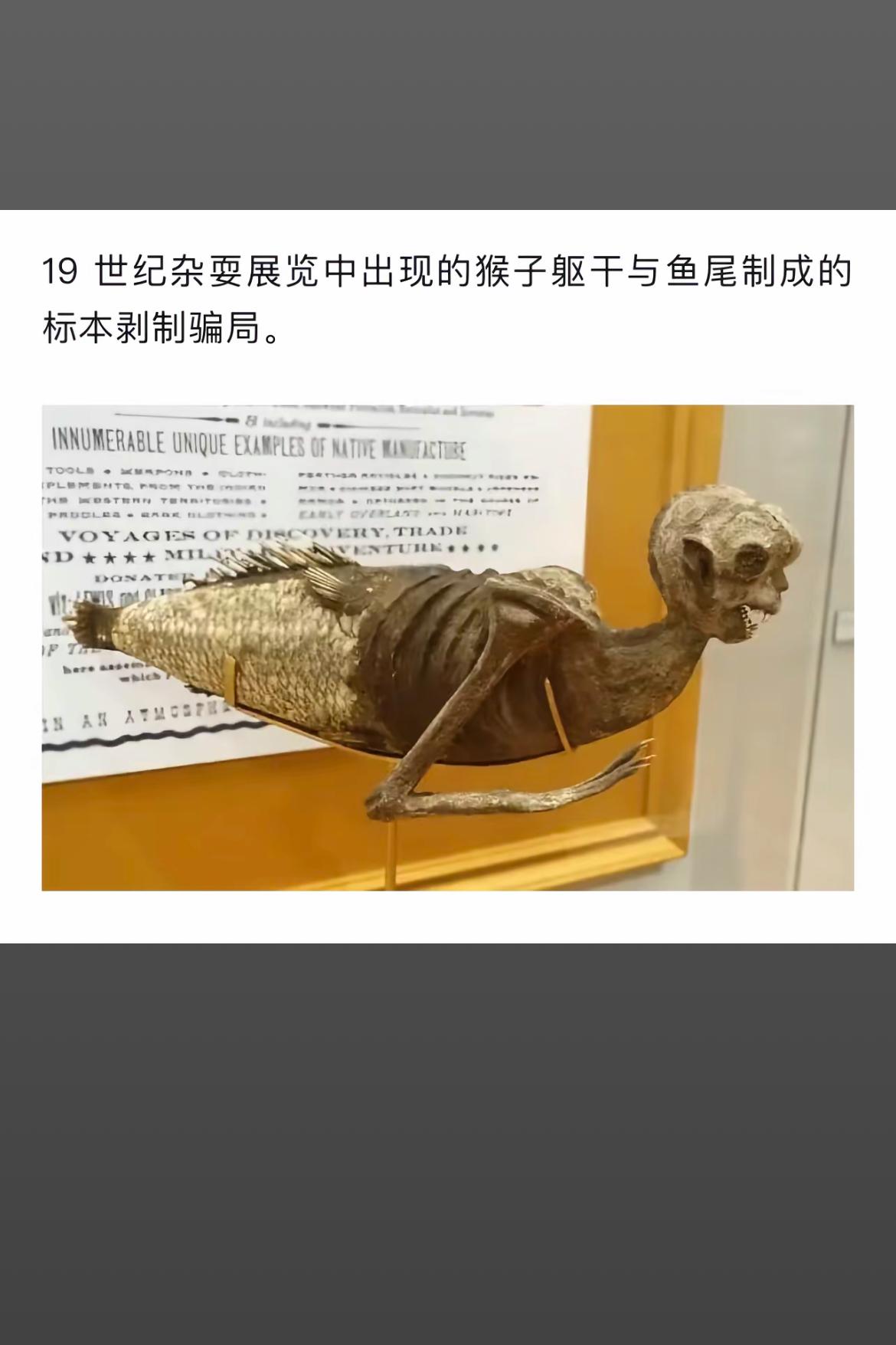19世纪骗局揭秘：猴子躯干+鱼尾标本的恐怖合成物