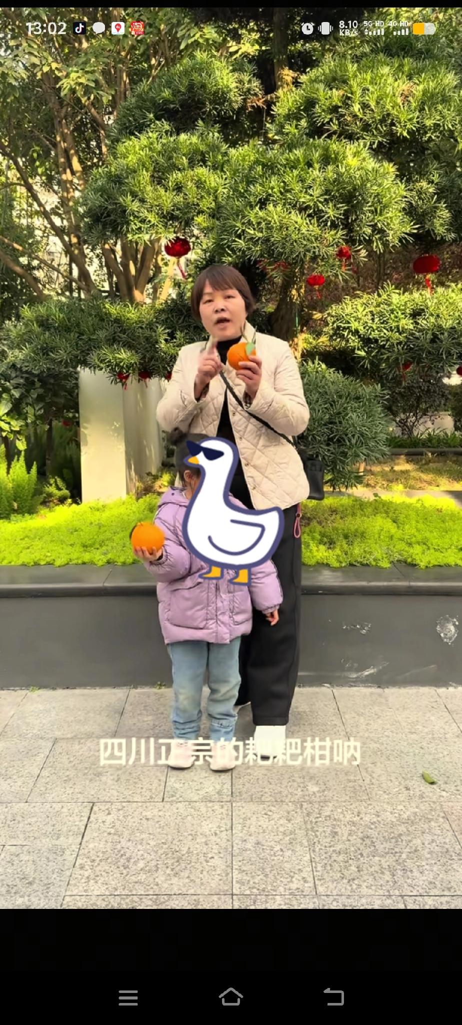 叶锐聪妈妈这次来四川看儿子，总不能仅仅是陪儿子，要捎带着带一场四川当季水果耙耙柑