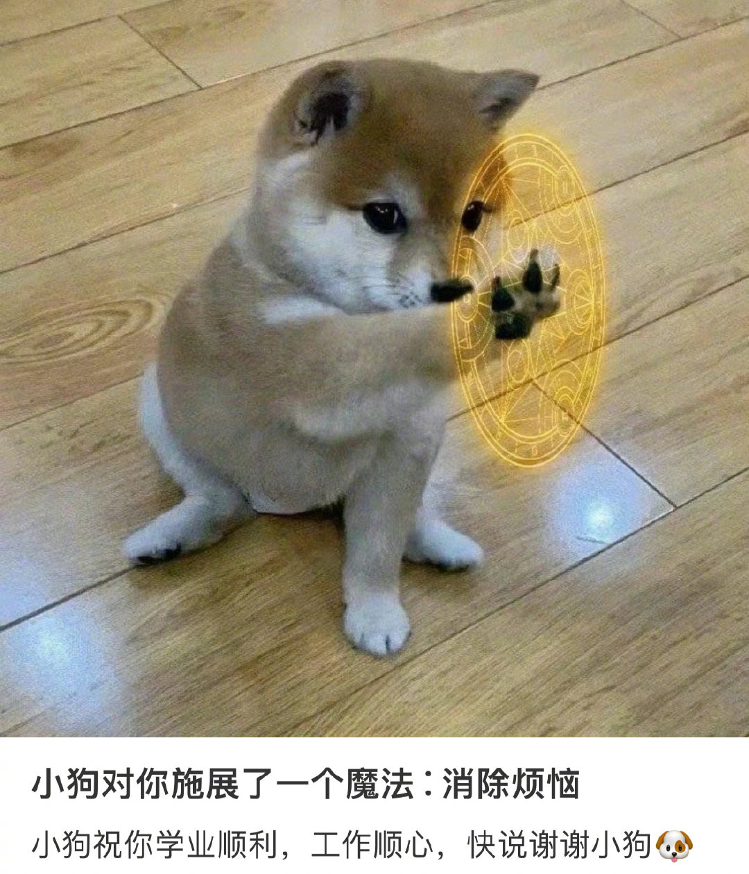 快说谢谢小狗！ 