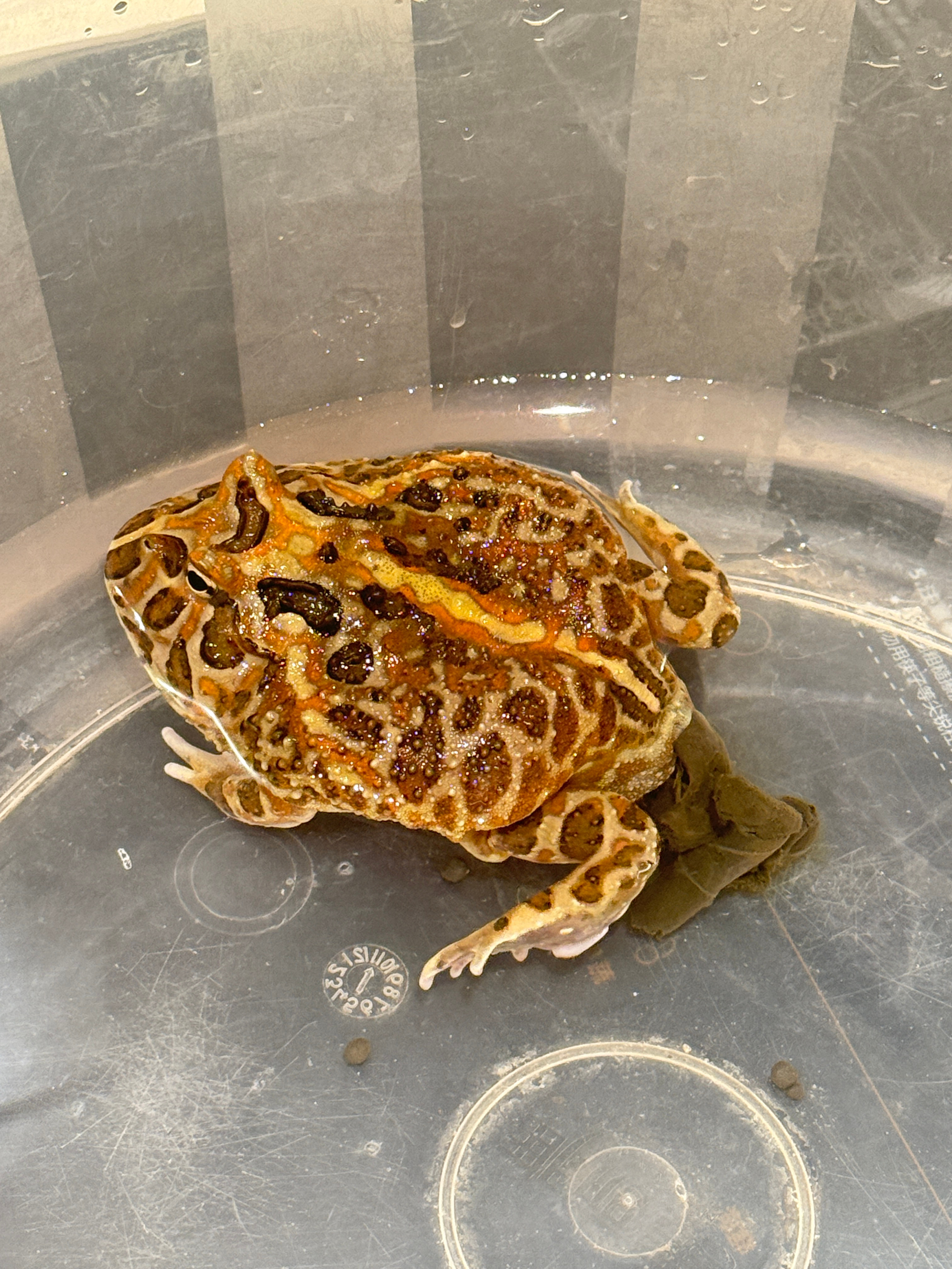 常有网友问banana房子里的角蛙沙是不是它的💩不是的哈，巴娜娜的💩长这样?
