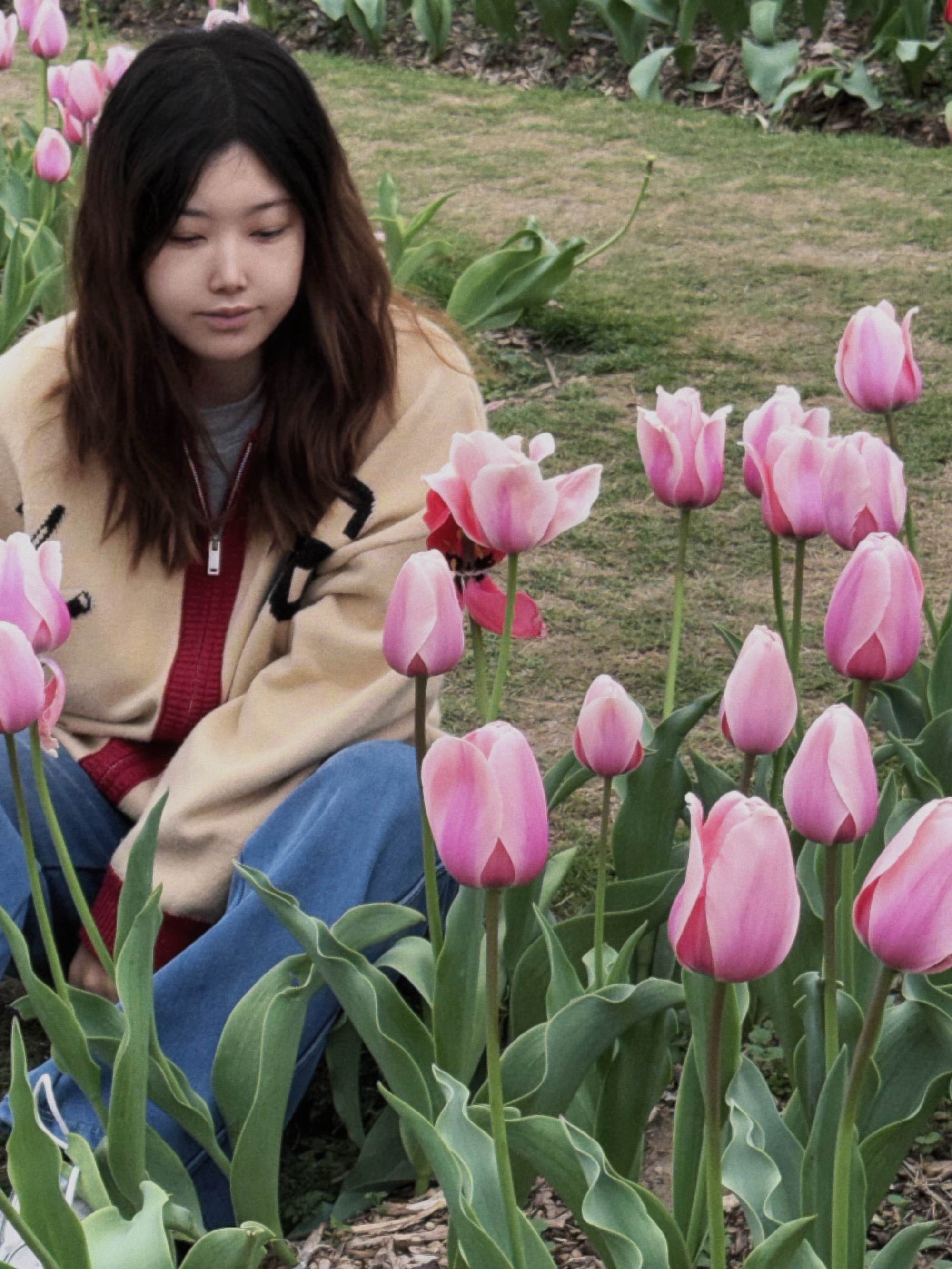 今日误入的郁金香田实在太美了，而且还没人🌷 