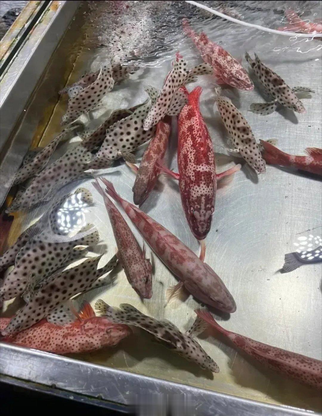 现实就是这么残酷，海鲜市场生意已受影响！我这附近海鲜市场，做海鲜的朋友上午吐槽，