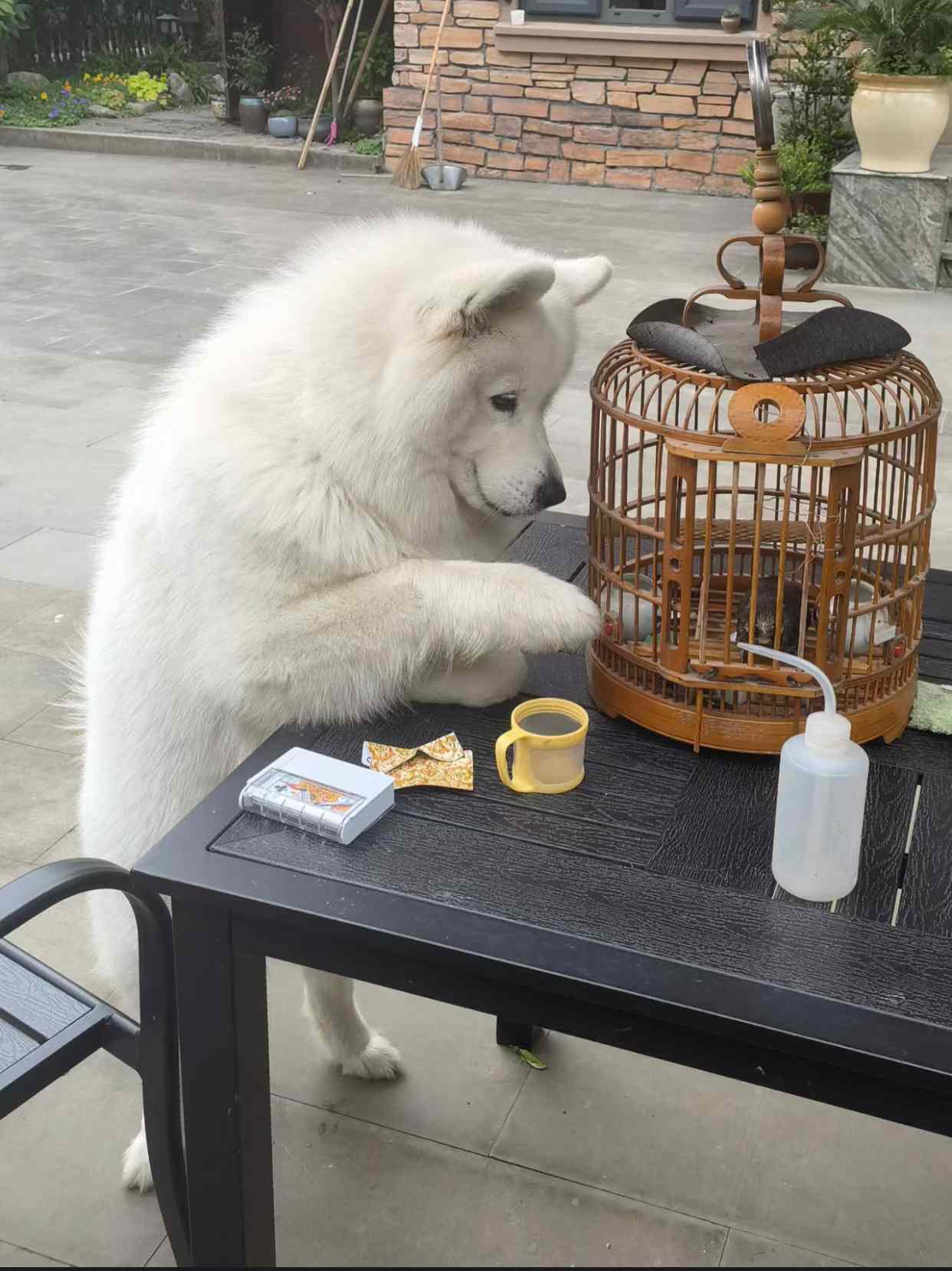 诶呦喂大耶，您这么早出来遛鸟呀！ 