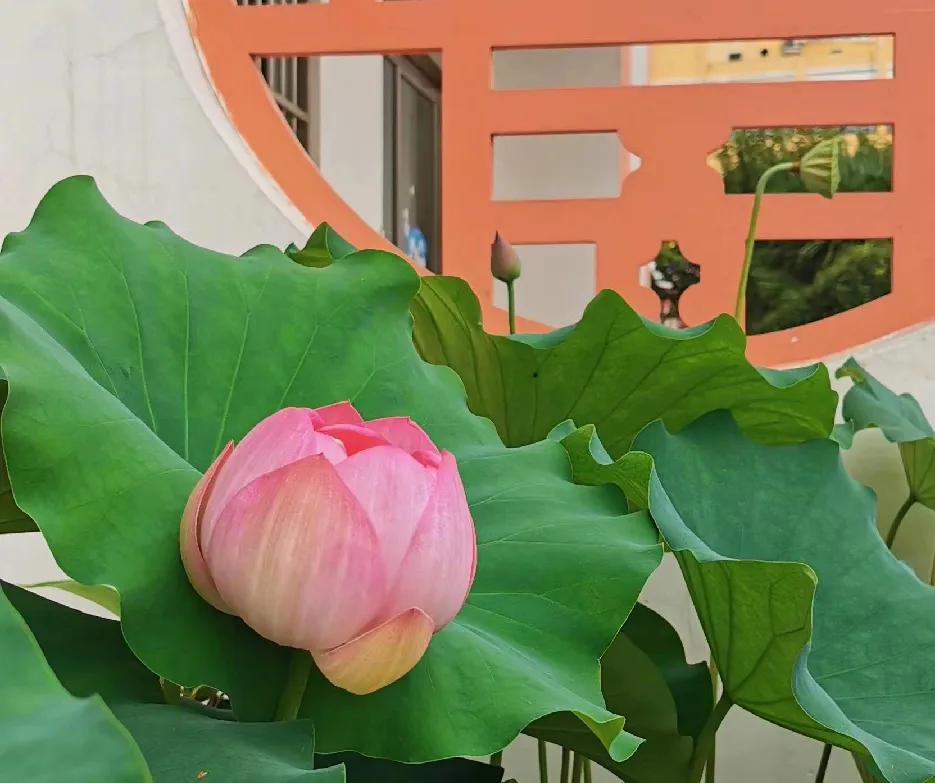 做教育，心千万不要被困住了。

很多老师会被无形的网所牵引，比如评先树优，职称评